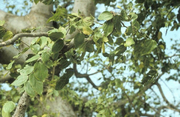 Celtis integrifolia
