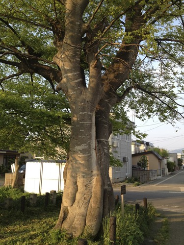 Celtis jessoensis — photo