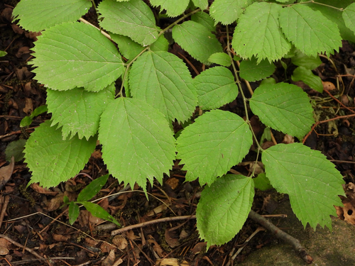 Celtis koraiensis