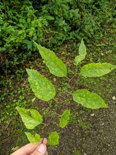 Celtis laevigata