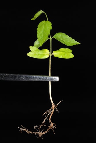 Celtis laevigata var. reticulata