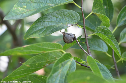 Celtis laevigata var. reticulata (Western Hackberry) — photo