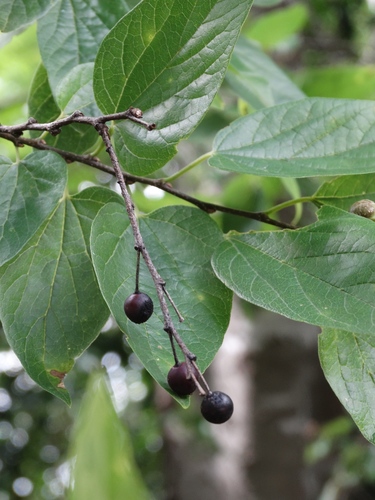 Celtis laevigata (Sugarberry) — photo