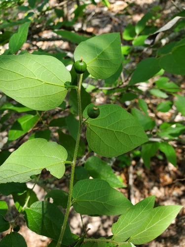 Celtis lindheimeri (Lindheimer's Hackberry) — photo