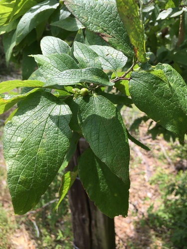 Celtis lindheimeri