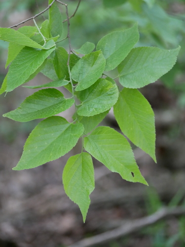 Celtis occidentalis (Common Hackberry) — photo
