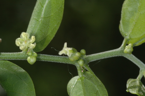 Celtis pallida (Desert Hackberry) — photo