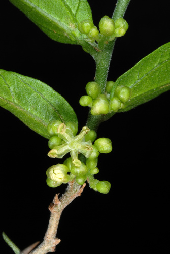 Celtis pallida (Desert Hackberry) — photo