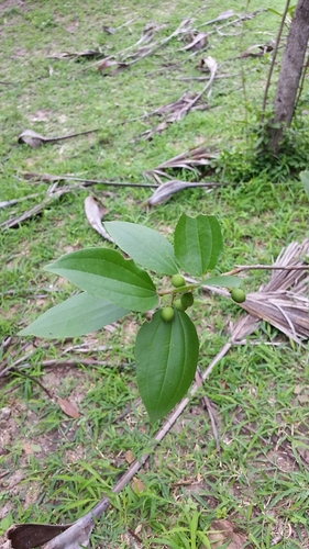 Celtis philippensis (Hard celtis tree) — photo