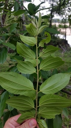 Celtis philippensis
