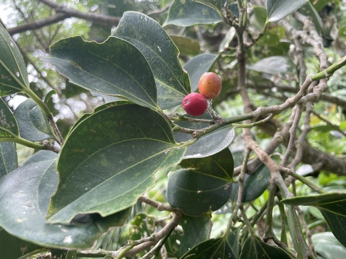 Celtis philippensis (Hard celtis tree) — photo