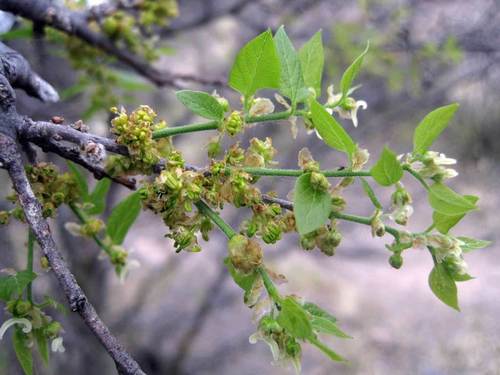 Celtis reticulata (Netleaf hackberry) — photo