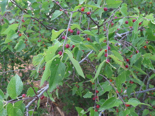 Celtis reticulata (Netleaf hackberry) — photo