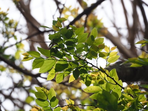 Celtis sinensis (Chinese Hackberry) — photo