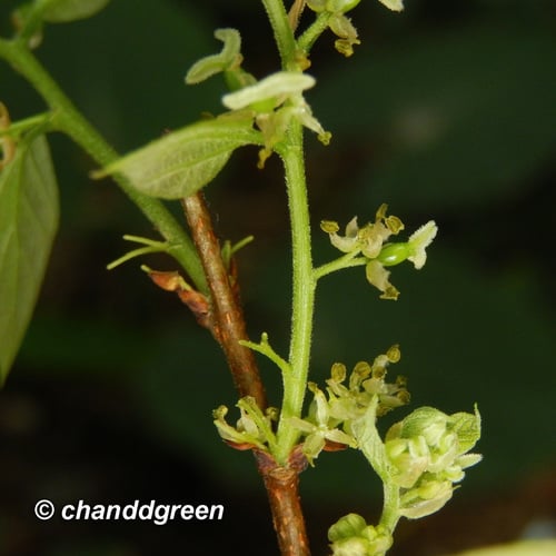 Celtis sinensis (Chinese Hackberry) — photo