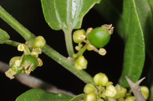 Celtis tala (Cranjero) — photo