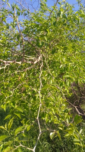 Celtis tala (Cranjero) — photo