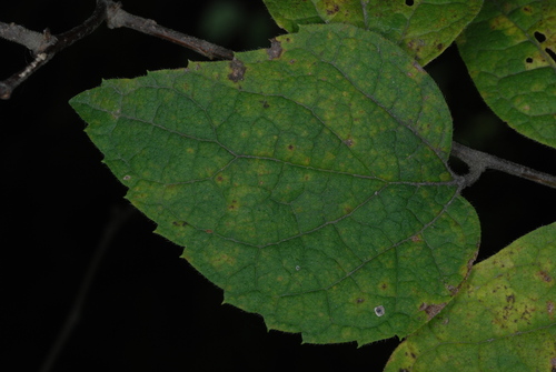 Celtis tenuifolia (Small hackberry) — photo