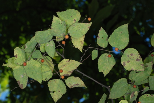 Celtis tenuifolia (Small hackberry) — photo