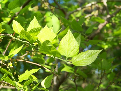 Celtis tenuifolia