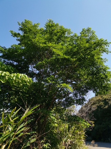 Celtis tetrandra — photo