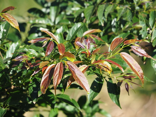 Celtis tetrandra — photo