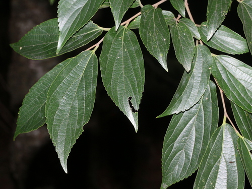 Celtis tetrandra