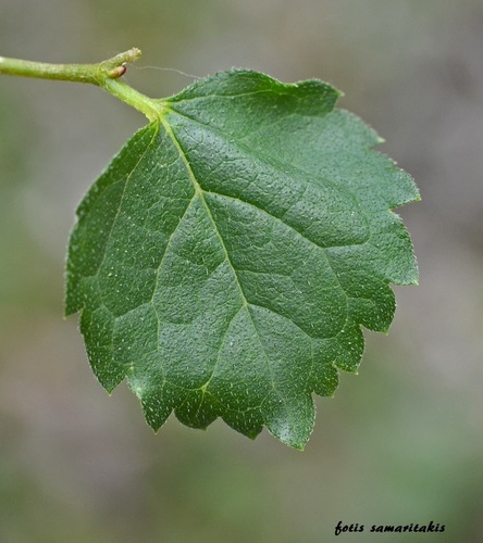 Celtis tournefortii (Balkan nettle tree) — photo