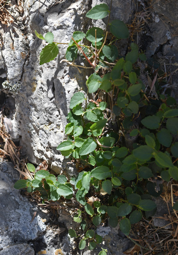 Celtis tournefortii (Balkan nettle tree) — photo