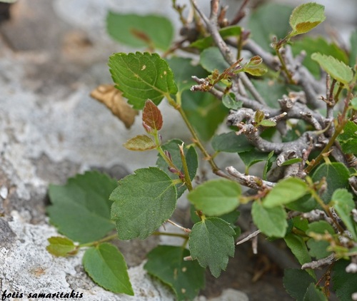 Celtis tournefortii