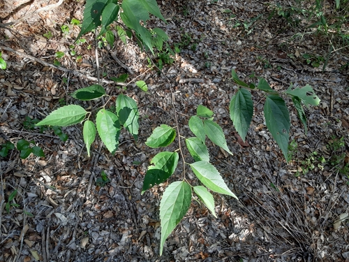 Celtis trinervia (Three nerved hackberry) — photo