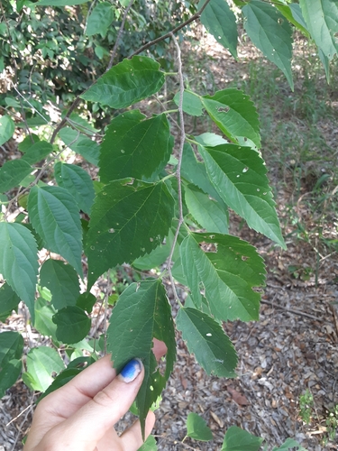 Celtis trinervia (Three nerved hackberry) — photo