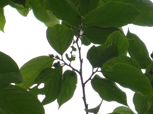 Celtis zenkeri
