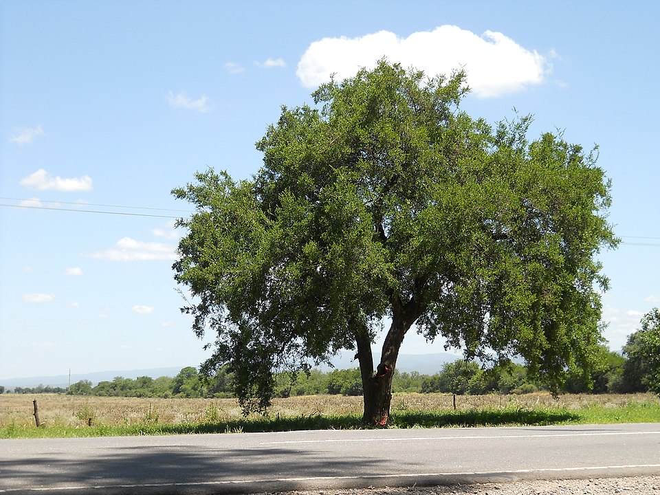 Celtis zenkeri — photo