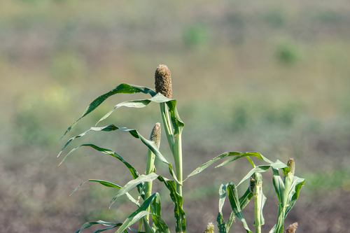 Cenchrus americanus (Pearl millet) — photo