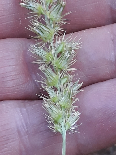 Cenchrus biflorus (Sandbur grass) — photo
