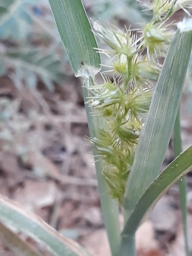 Cenchrus biflorus (Sandbur grass) — photo