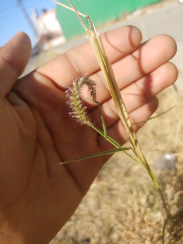 Cenchrus ciliaris (Black Buffel Grass) — photo