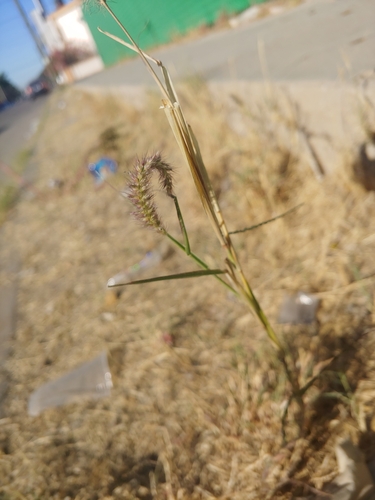 Cenchrus ciliaris (Black Buffel Grass) — photo