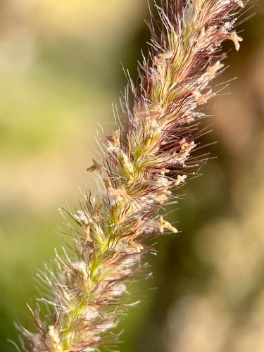 Cenchrus ciliaris