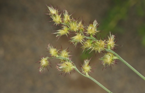 Cenchrus longispinus (Longspine Sandbur) — photo