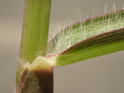 Cenchrus longispinus (Longspine Sandbur) — photo