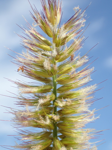 Cenchrus purpureus