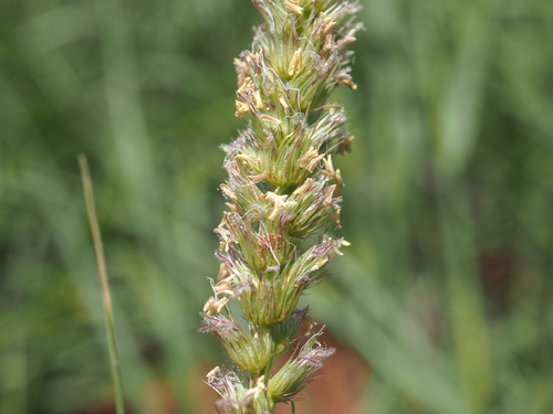 Cenchrus setigerus (Birdwood grass) — photo