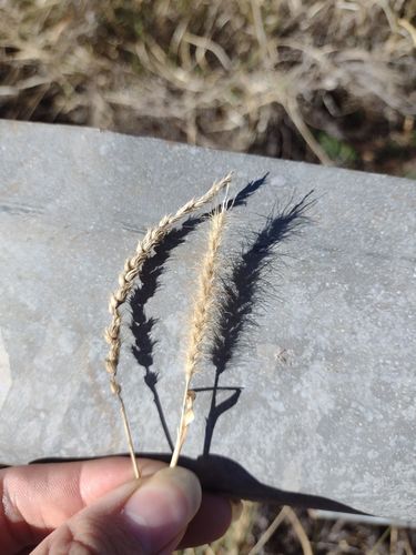 Cenchrus setigerus (Birdwood grass) — photo