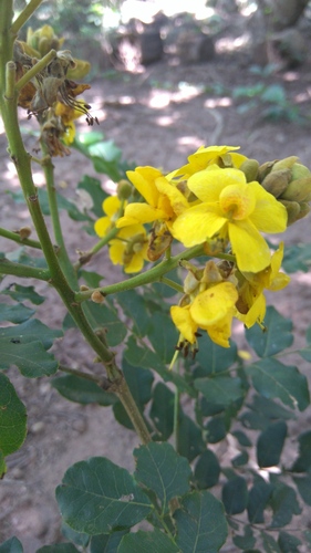 Cenostigma bracteosum — photo
