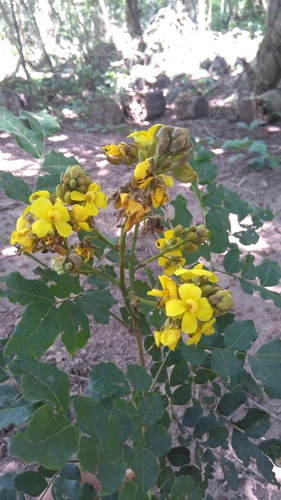 Cenostigma bracteosum — photo