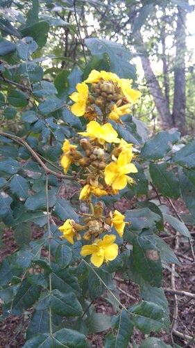 Cenostigma bracteosum
