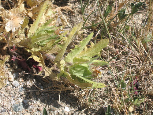 Centaurea benedicta (Blessed thistle) — photo