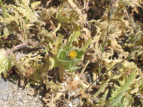 Centaurea benedicta (Blessed thistle) — photo